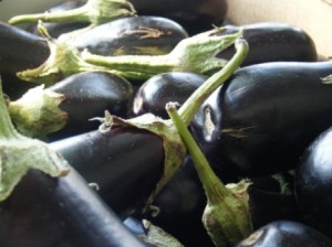 Eggplants in the sun