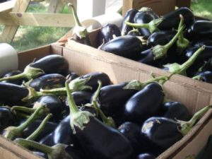 Two boxes of eggplant