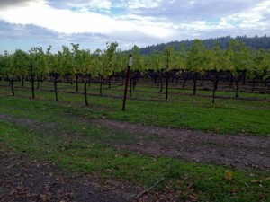 Where the Wild Vines Are