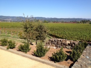 Flora Springs Vineyard