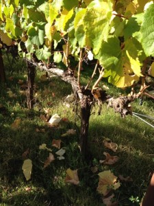 Grape Vine