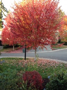 Fall in Seattle